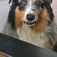 Nestor a rejoint le concours — aidez-le/la à gagner de superbes lots ! dog, close_up, indoor, fluffy, brown_fur, black_fur, white_fur, pet, animal, canine, looking, ears, face, fur, eyes, nose, floor, wall, background, domestic