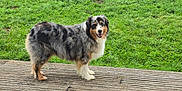 Nestor a rejoint le concours — aidez-le/la à gagner de superbes lots ! dog, australian_shepherd, canine, pet, animal, outdoor, grass, wooden_deck, fur, happy, friendly, standing, nature, mammal, portrait, companion, domestic_animal, black, white, brown