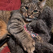 Ally is registered to the contest to win money with this photo: cat, tabby, paw, fur, whiskers, knitted_item, blanket, cozy, indoor, pet, relaxed, curious, texture, resting, closeup, cute, feline, soft, claws, animal