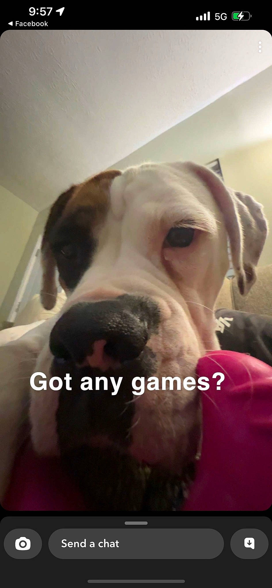 Indie Mae is registered to the contest to win money with this photo: canidae, carnivore, collar, comfort, companion_dog, dog, dog_breed, dog_collar, ear, fawn, fur, jaw, liver, pet_supply, selfie, snout, sporting_group, whiskers, working_animal, wrinkle