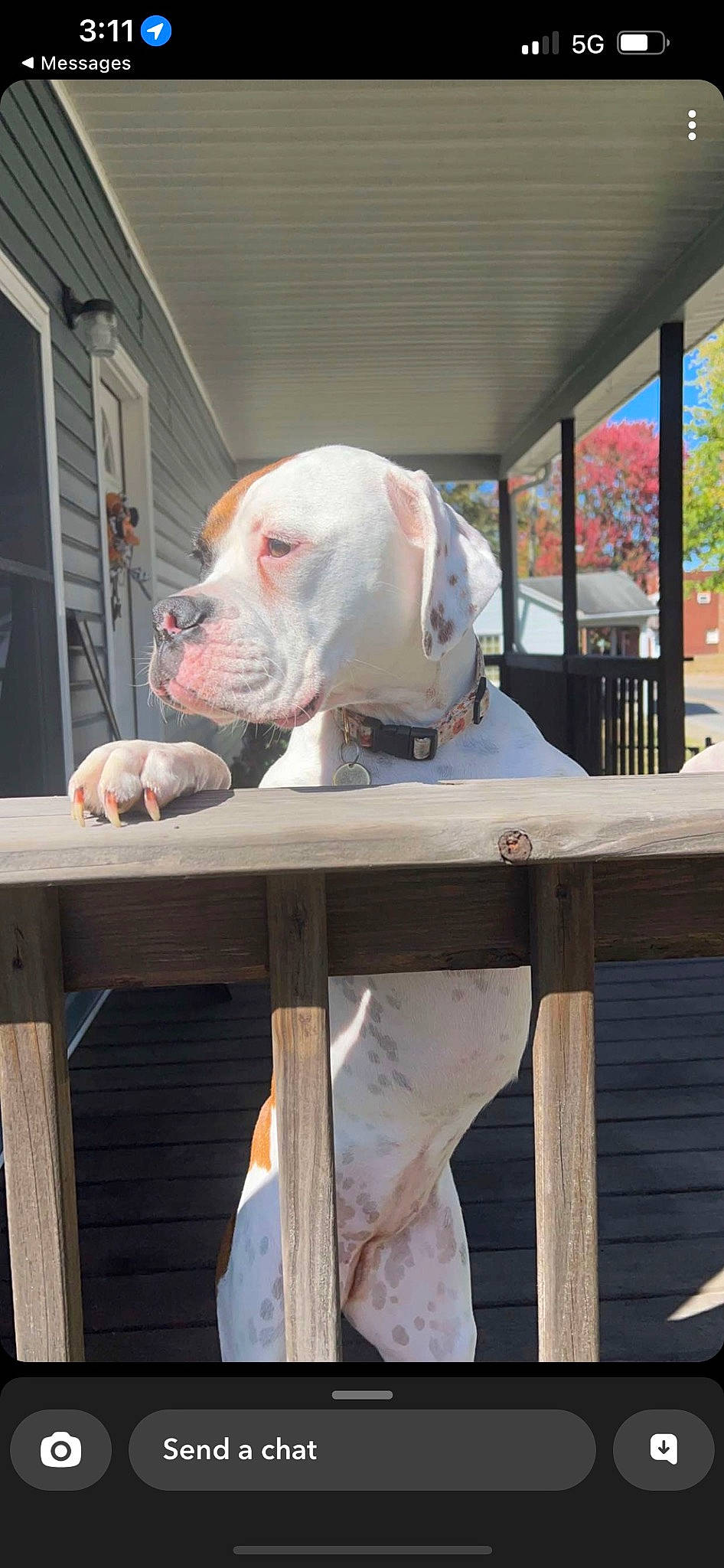 Indie Mae is registered to the contest to win money with this photo: canidae, carnivore, companion_dog, dog, dog_breed, dog_supply, fawn, hunting_dog, non_sporting_group, pet_supply, pointer, service, snout, sporting_group, table, wood, working_animal