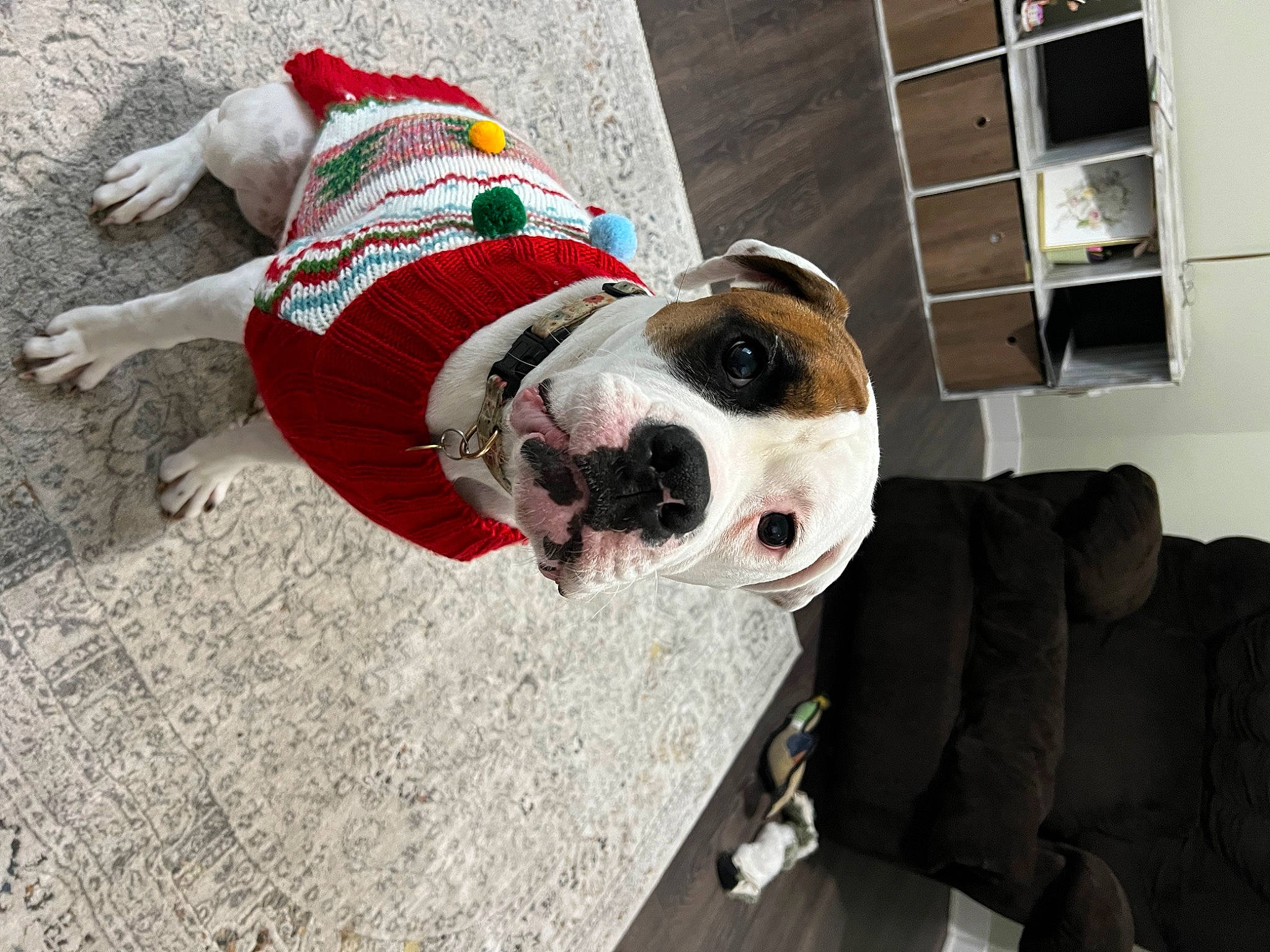 Indie Mae is registered to the contest to win money with this photo: ball, canidae, carnivore, collar, companion_dog, dog, dog_breed, dog_clothes, dog_collar, dog_supply, fawn, fur, leash, personal_protective_equipment, pet_supply, shelf, shelving, snout, sporting_group, working_animal