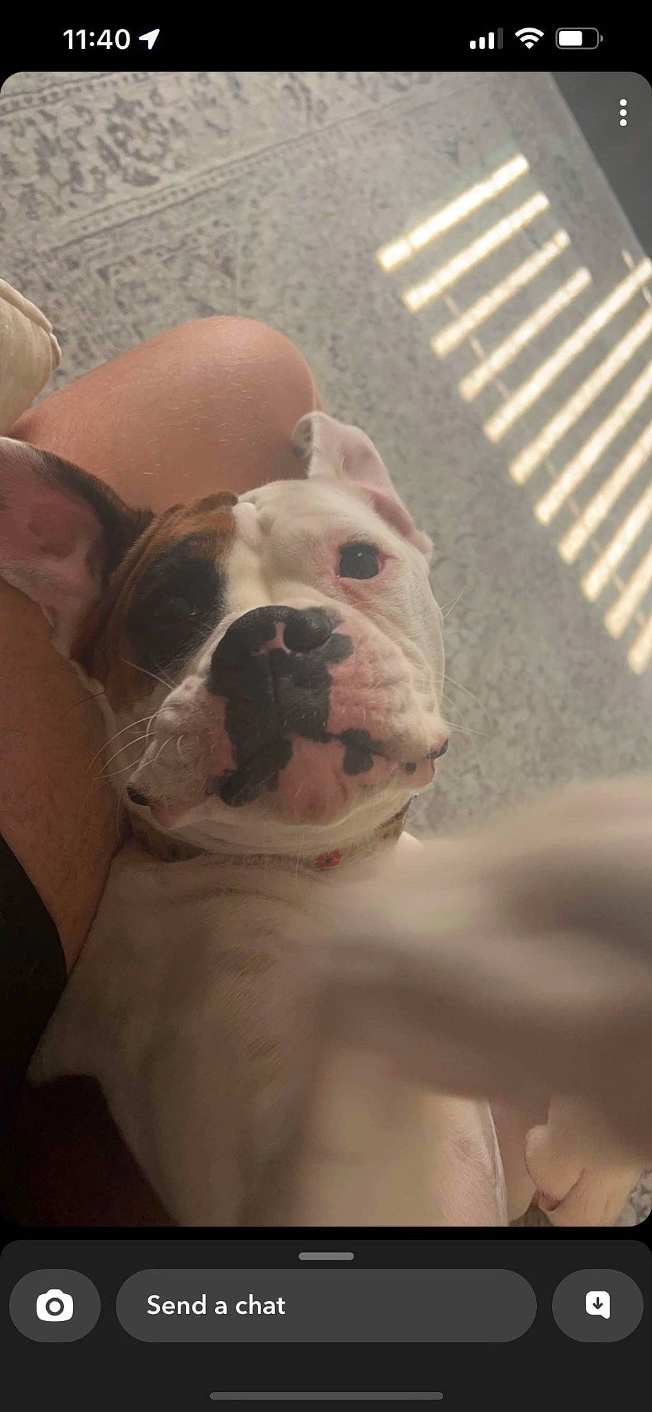 Indie Mae is registered to the contest to win money with this photo: ball, bulldog, canidae, carnivore, collar, comfort, companion_dog, dog, dog_breed, dog_collar, ear, fawn, fur, molosser, pet_supply, sporting_group, whiskers, working_animal, working_dog, wrinkle