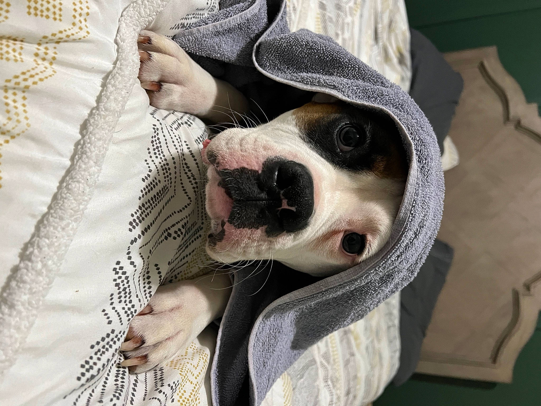 Indie Mae is registered to the contest to win money with this photo: canidae, carnivore, collar, comfort, companion_dog, couch, dog, dog_breed, dog_collar, dog_supply, fawn, fur, linens, pattern, plaid, selfie, snout, sporting_group, whiskers, working_animal