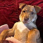 Scooby is registered to the contest to win money with this photo: puppy, dog, blanket, bed, red_bedspread, cute, pet, fur, relaxed, indoors, cozy, lying_down, animal, mammal, young_dog, face, ears, nose, whiskers, paw