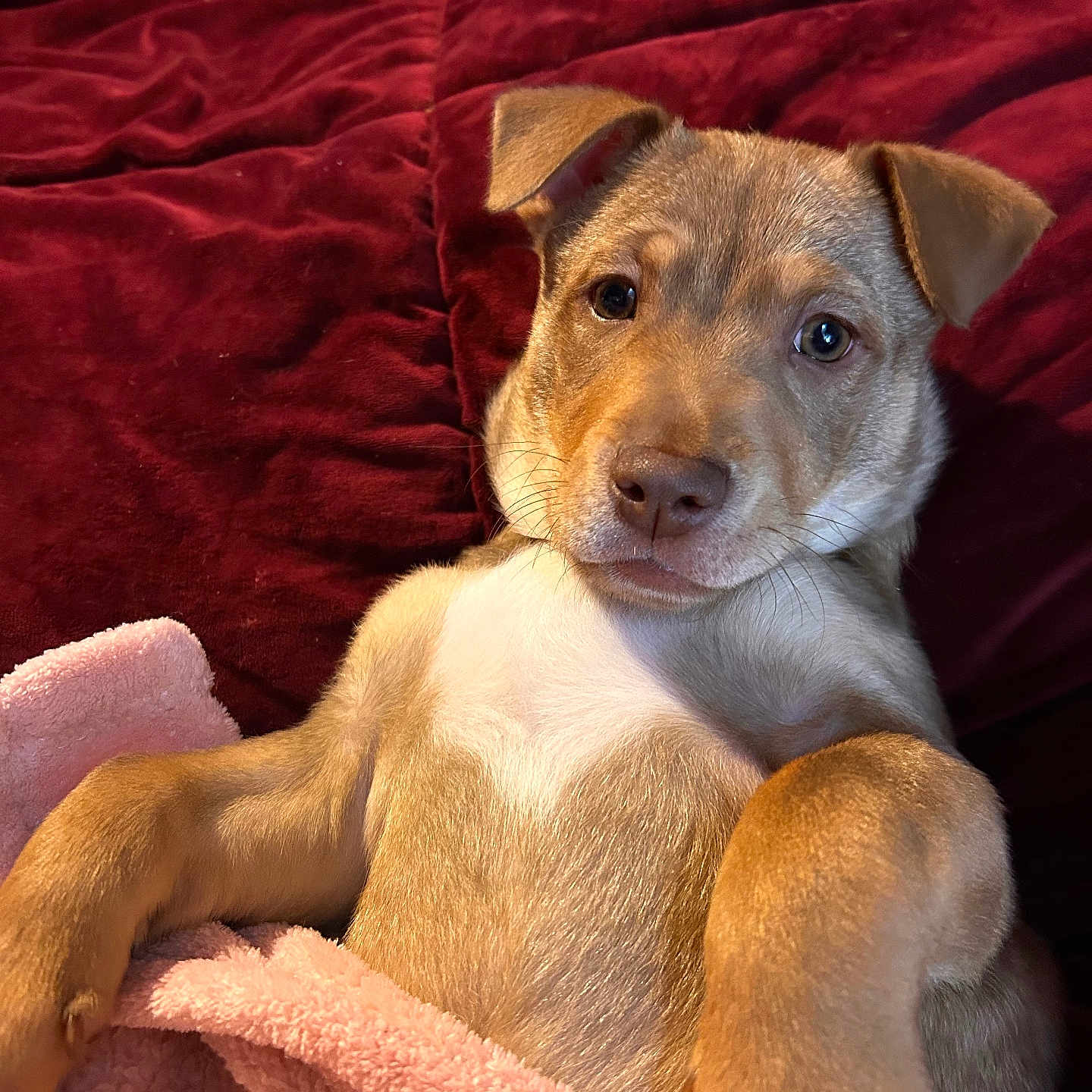 Scooby