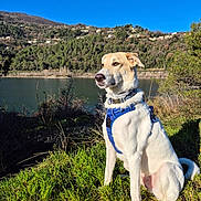 Tommy participe au concours pour gagner de l'argent avec cette photo : dog, canine, pet, outdoor, nature, grass, lake, water, forest, hill, sky, blue_sky, sunlight, harness, animal, mammal, sitting, landscape, daytime, scenic
