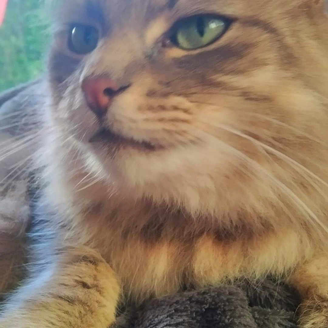 Sully a rejoint le concours — aidez-le/la à gagner de superbes lots ! abyssinian, angora, animal, blanket, cat, citrusfruit, face, food, fruit, head, kitten, manx, orange, person, pet, photography, plant, portrait, pottedplant, towel