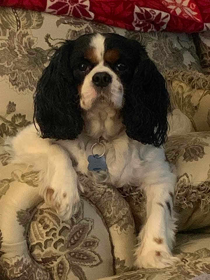 Gabe joined the competition — help win amazing prizes! dog, cavalier_king_charles_spaniel, pet, indoor, couch, patterned_fabric, cushion, blanket, relaxed, animal, fur, ears, collar, tag, paw, resting, home, domestic, portrait, cute