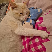 Api participe au concours pour gagner de l'argent avec cette photo : cat, sleeping, plush_toy, blue_teddy, blanket, pink_pattern, cozy, indoor, pet, fur, cute, relaxed, animal, snuggling, soft_toy, bedroom, resting, domestic_cat, whiskers, nap