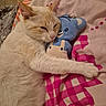 cat, sleeping, plush_toy, blue_teddy, blanket, pink_pattern, cozy, indoor, pet, fur, cute, relaxed, animal, snuggling, soft_toy, bedroom, resting, domestic_cat, whiskers, nap
