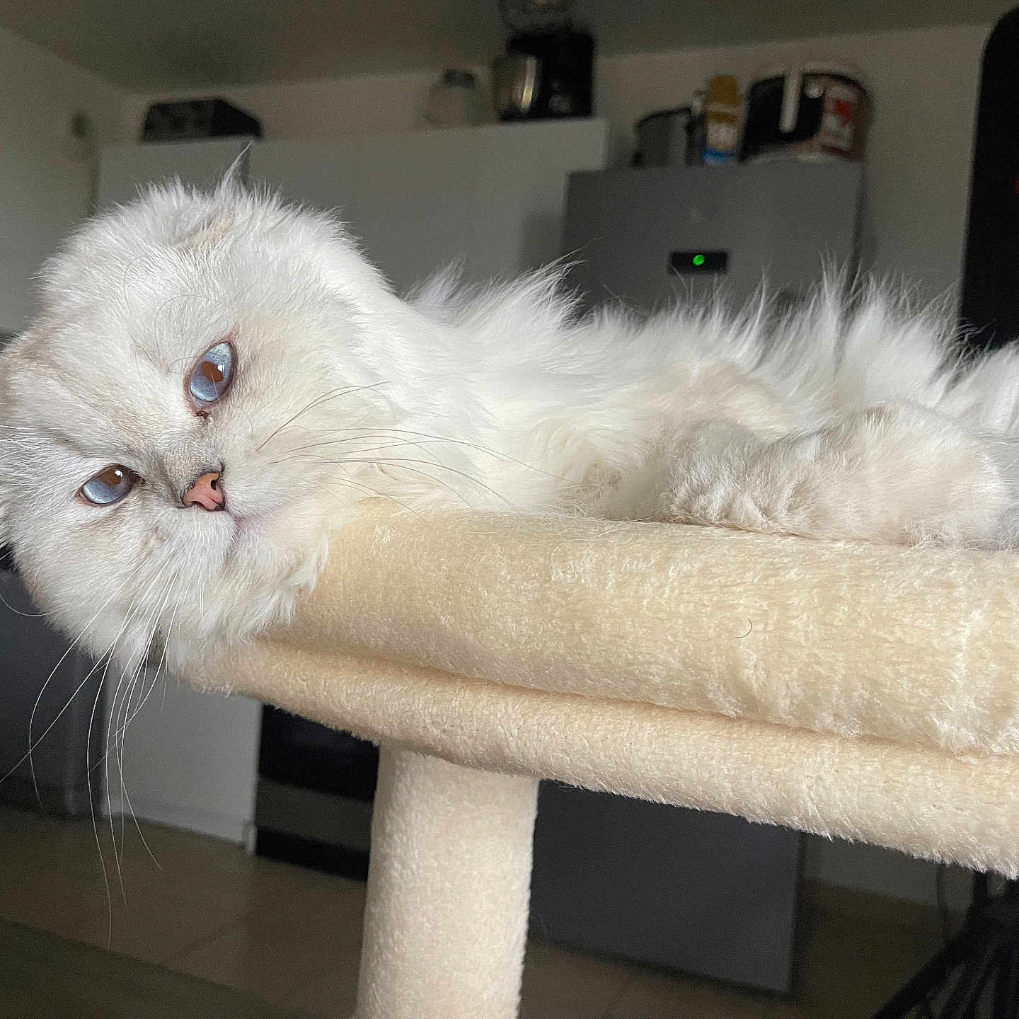 Gucci a rejoint le concours — aidez-le/la à gagner de superbes lots ! angora, animal, architecture, box, building, cat, computerhardware, couch, electronics, furniture, indoors, kitten, livingroom, manx, pet, room, screen, shelf, siamese, wood