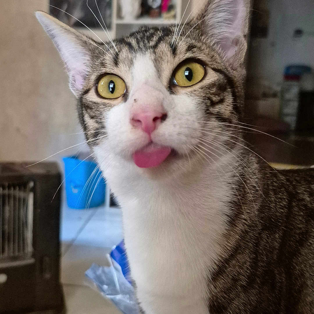 Yury a rejoint le concours — aidez-le/la à gagner de superbes lots ! animal_face, cat, close_up, curious, domestic_animal, feline, floor_tiles, fur, household_items, indoor, mammal, pet, pink_nose, playful, poster, shelf, tabby_cat, tongue_out, whiskers, yellow_eyes
