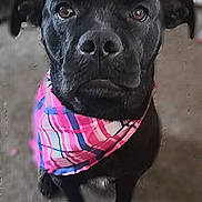 Jett is registered to the contest to win money with this photo: dog, black_dog, bandana, pink_bandana, plaid, pet, animal, indoor, carpet, sitting, close_up, portrait, cute, ears, nose, eyes, fur, domestic_animal, mammal, looking_up