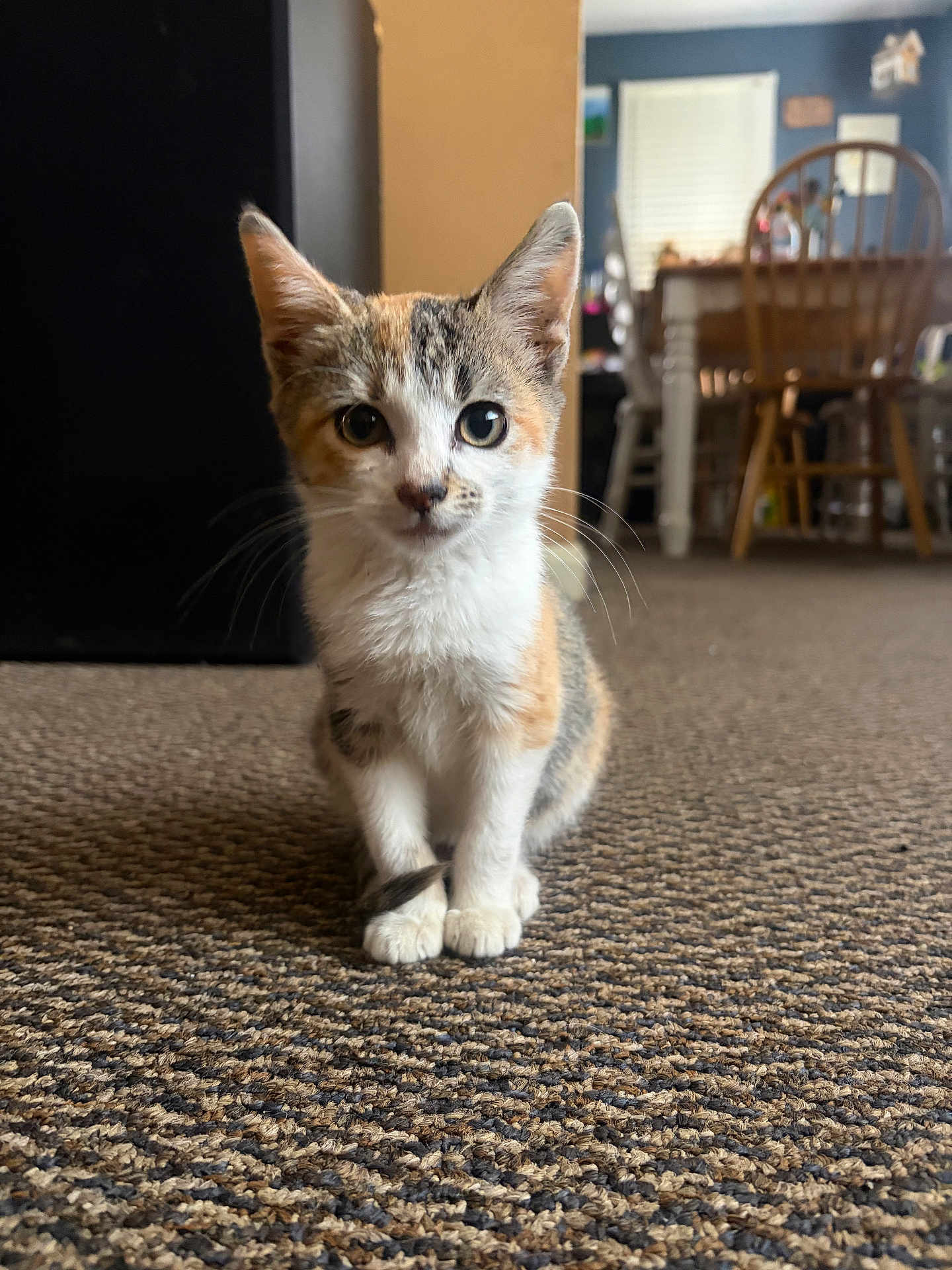 Smore is registered to the contest to win money with this photo: animal, calico, carpet, cat, chair, curious, cute, domestic, ears, floor, furniture, home, indoor, kitten, pet, small, table, whiskers, window, young