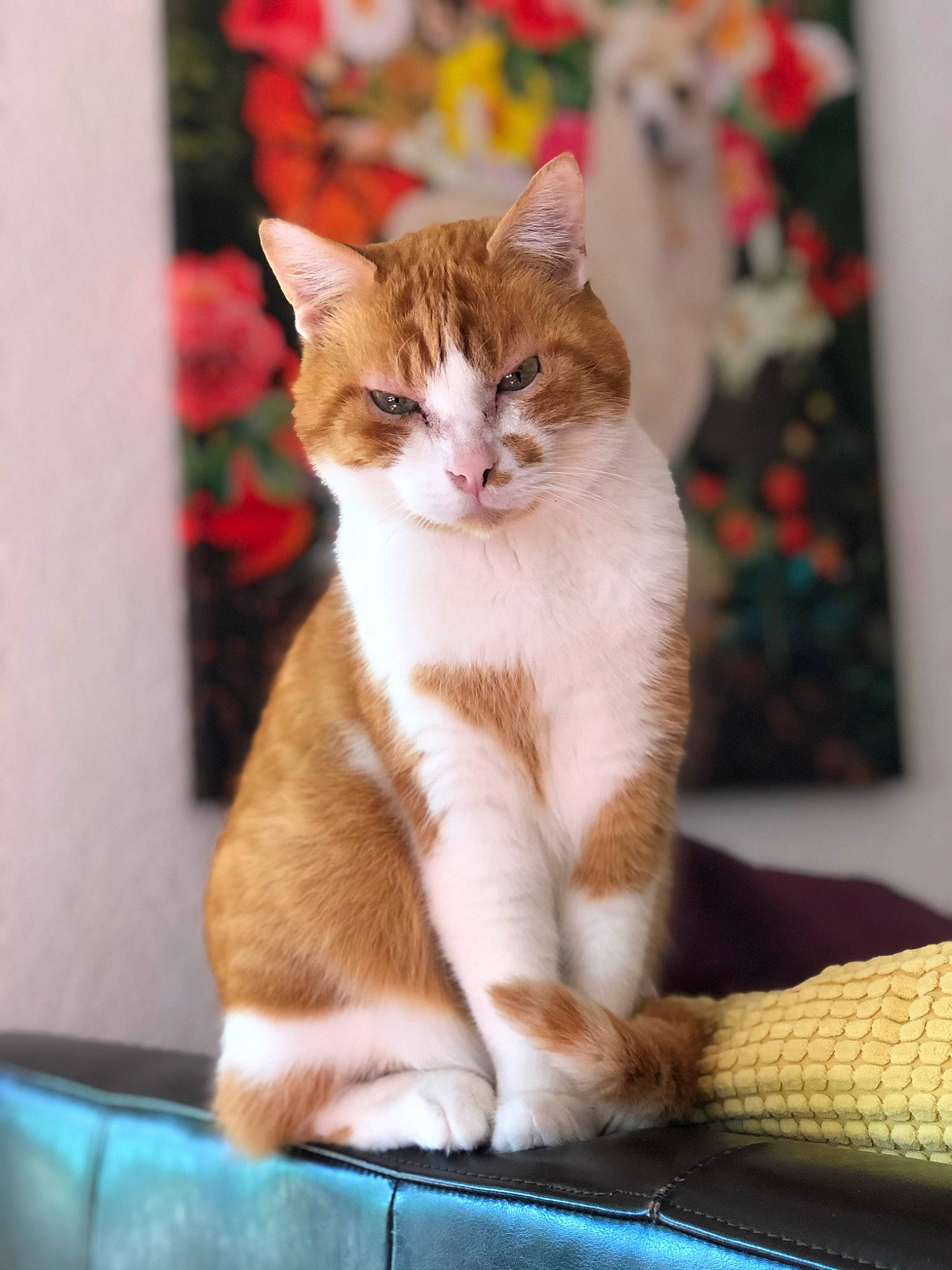 James a rejoint le concours — aidez-le/la à gagner de superbes lots ! carnivore, cat, cat_supply, claw, comfort, domestic_short_haired_cat, fawn, felidae, fur, paw, peach, plant, sitting, small_to_medium_sized_cats, snout, tail, whiskers, wildlife, window, wood