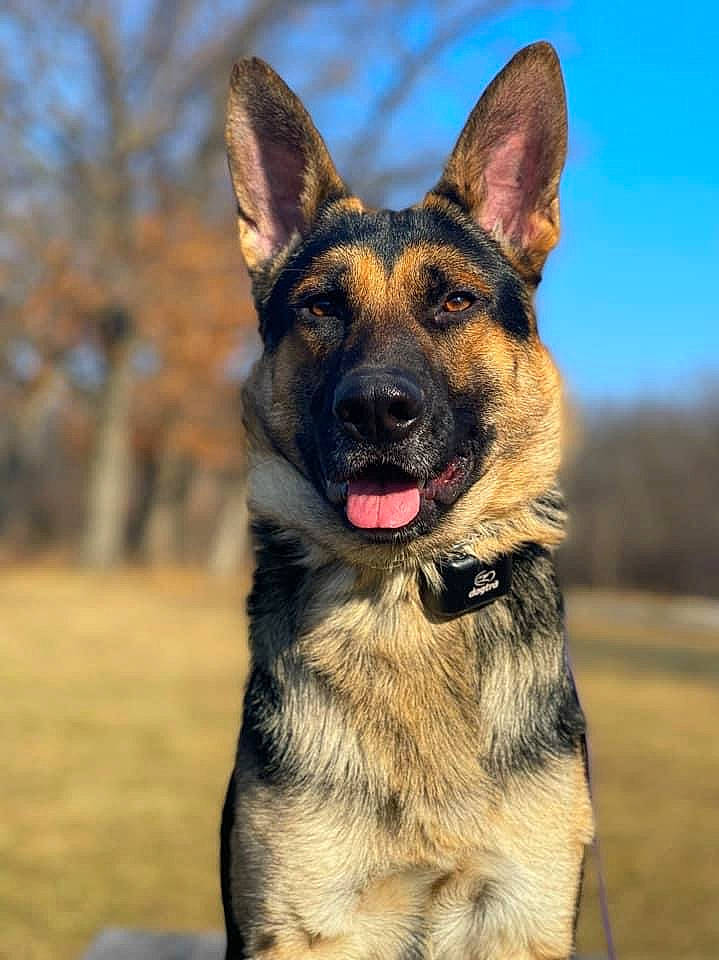 Jaeger joined the competition — help win amazing prizes! biting, canidae, carnivore, collar, dog, dog_breed, east_european_shepherd, eye, fawn, german_shepherd_dog, head, herding_dog, king_shepherd, old_german_shepherd_dog, sky, snout, sporting_group, terrestrial_animal, working_animal, working_dog