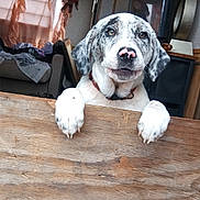 Babygirl is registered to the contest to win money with this photo: dog, puppy, pet, indoor, wooden_board, paws, nose, reflection, stuffed_doll, curtains, sofa, blanket, television, lamp, collar, window, face, portrait, home_interior, playful
