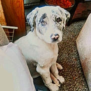 Babygirl joined the competition — help win amazing prizes! bed, bowl, carpet, couch, cute, dog, domestic, floor, food_bowl, furniture, indoor, looking_up, muddy_paws, nose, paws, pet, portrait, puppy, sitting, wood_paneling