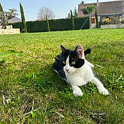 Mimi a rejoint le concours — aidez-le/la à gagner de superbes lots ! animal, black_and_white, cat, daylight, domestic_animal, feline, garden, grass, greenery, house, leaves, mammal, nature, outdoor, peaceful, pet, relaxing, summer, sunlight, tree