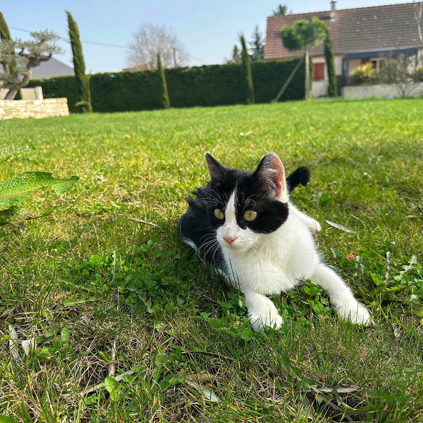 Mimi