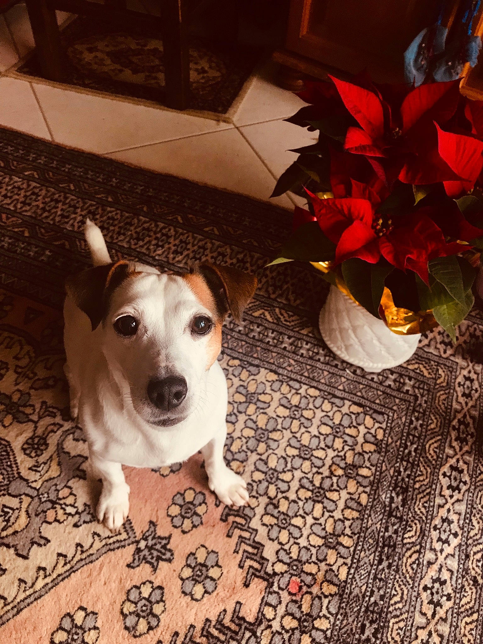 Fionie participe au concours pour gagner de l'argent avec cette photo : canidae, carnivore, companion_dog, danish_swedish_farmdog, dog, dog_breed, fawn, feist, jack_russell_terrier, mammal, parson_russell_terrier, paw, puppy, rare_breed_dog, rat_terrier, russell_terrier, snout, teddy_roosevelt_terrier, treeing_feist, vertebrate