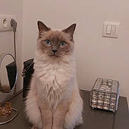 Oslo a rejoint le concours — aidez-le/la à gagner de superbes lots ! cat, blue_eyes, long_fur, fluffy, sitting, indoor, dresser, mirror, light_switch, power_outlet, jewelry_box, paws, whiskers, neutral_wall, portrait, looking_at_camera, furniture, household_item, calm, pet