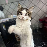 Ayla participe au concours pour gagner de l'argent avec cette photo : animal, black_marble_counter, brown_fur, cat, curious, cute, domestic_animal, eyes, feline, fur, indoor, kitchen, kitten, paw, pet, playful, standing, tile, whiskers, white_fur