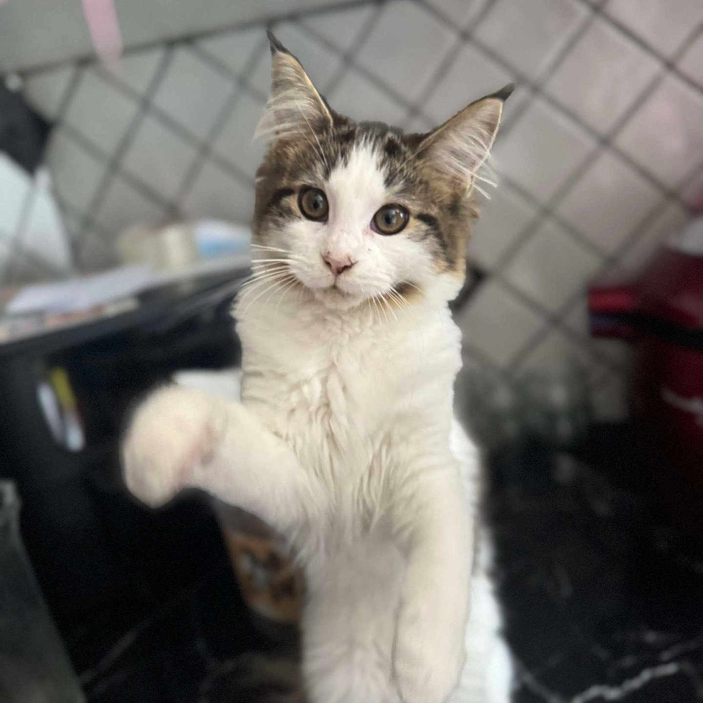 Ayla