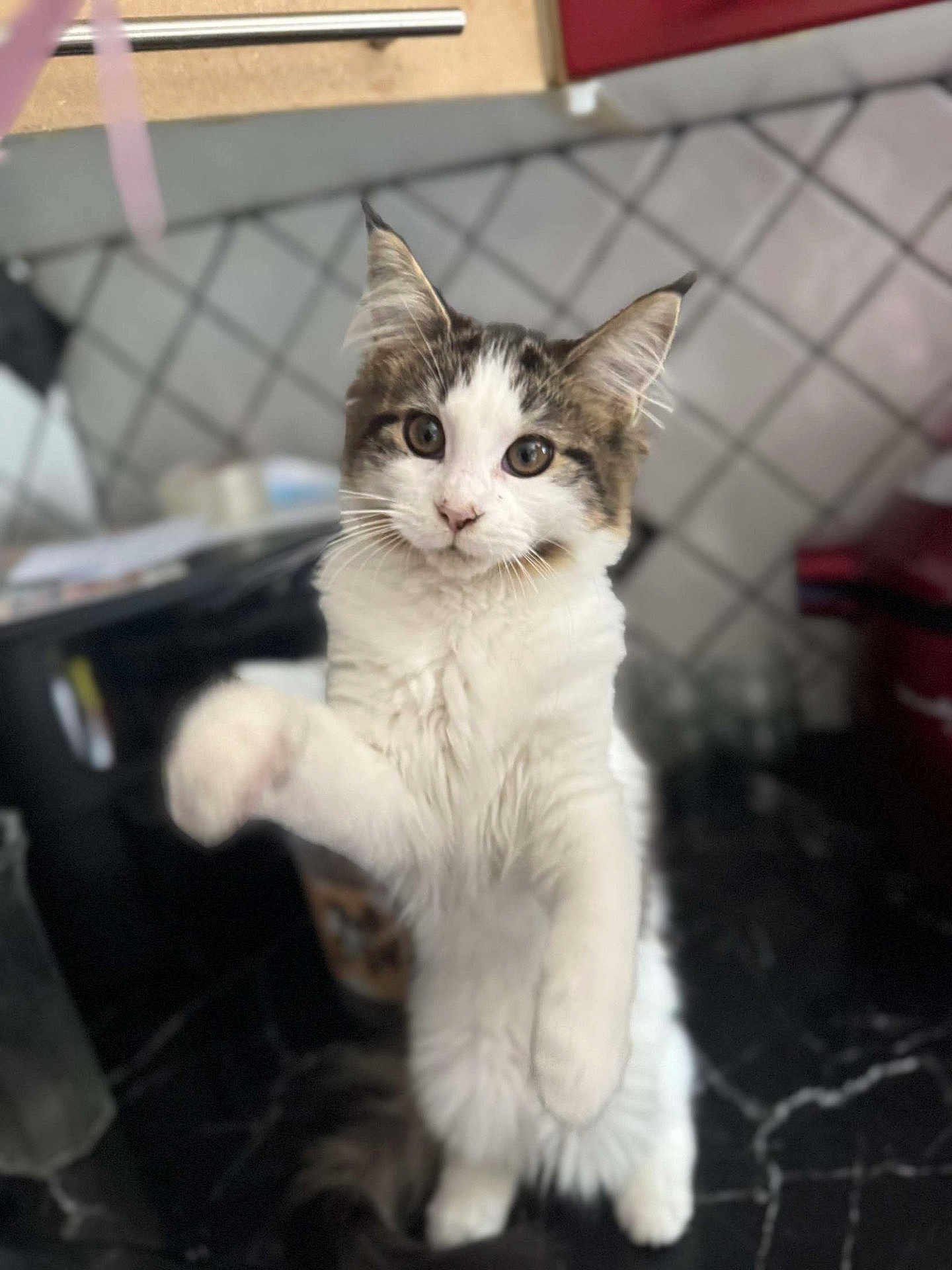 Ayla