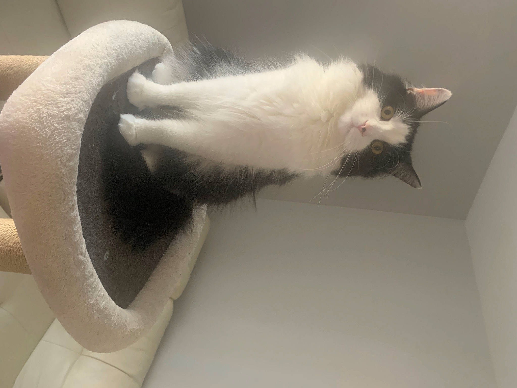 Maiky a rejoint le concours — aidez-le/la à gagner de superbes lots ! carnivore, cat, claw, comfort, domestic_short_haired_cat, felidae, fur, paw, room, small_to_medium_sized_cats, snout, tail, whiskers