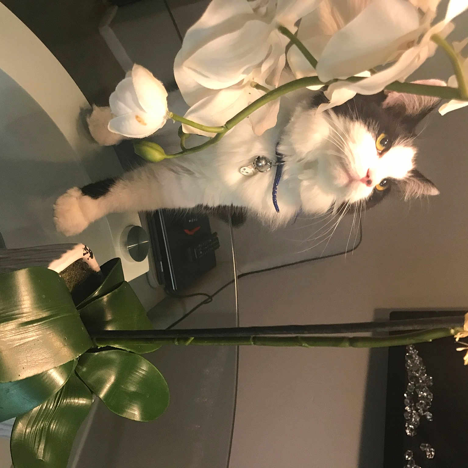 Maiky a rejoint le concours — aidez-le/la à gagner de superbes lots ! art, blossom, ceiling, curtain, darkness, design, event, flower, glass, houseplant, light_fixture, lighting_accessory, machine, petal, plant, room, space, tree, twig, visual_arts