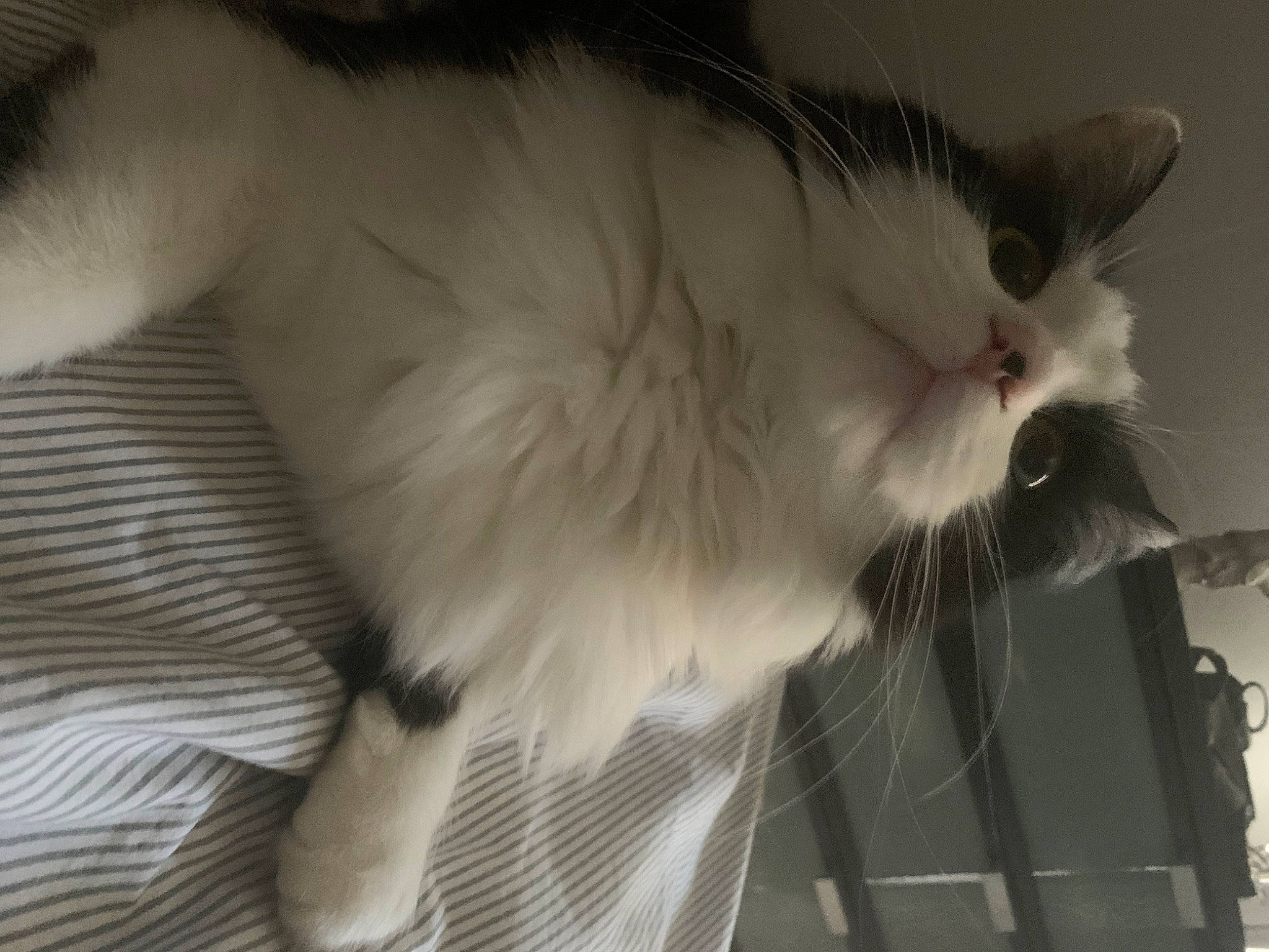 Maiky a rejoint le concours — aidez-le/la à gagner de superbes lots ! carnivore, cat, claw, domestic_short_haired_cat, felidae, fur, monochrome, monochrome_photography, paw, small_to_medium_sized_cats, snout, tail, whiskers