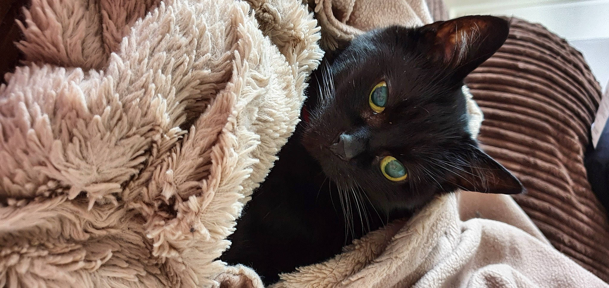 Naomi joined the competition — help win amazing prizes! black_cat, bombay, carnivore, cat, claw, domestic_short_haired_cat, felidae, fur, mammal, paw, small_to_medium_sized_cats, snout, tail, thread, whiskers, working_animal
