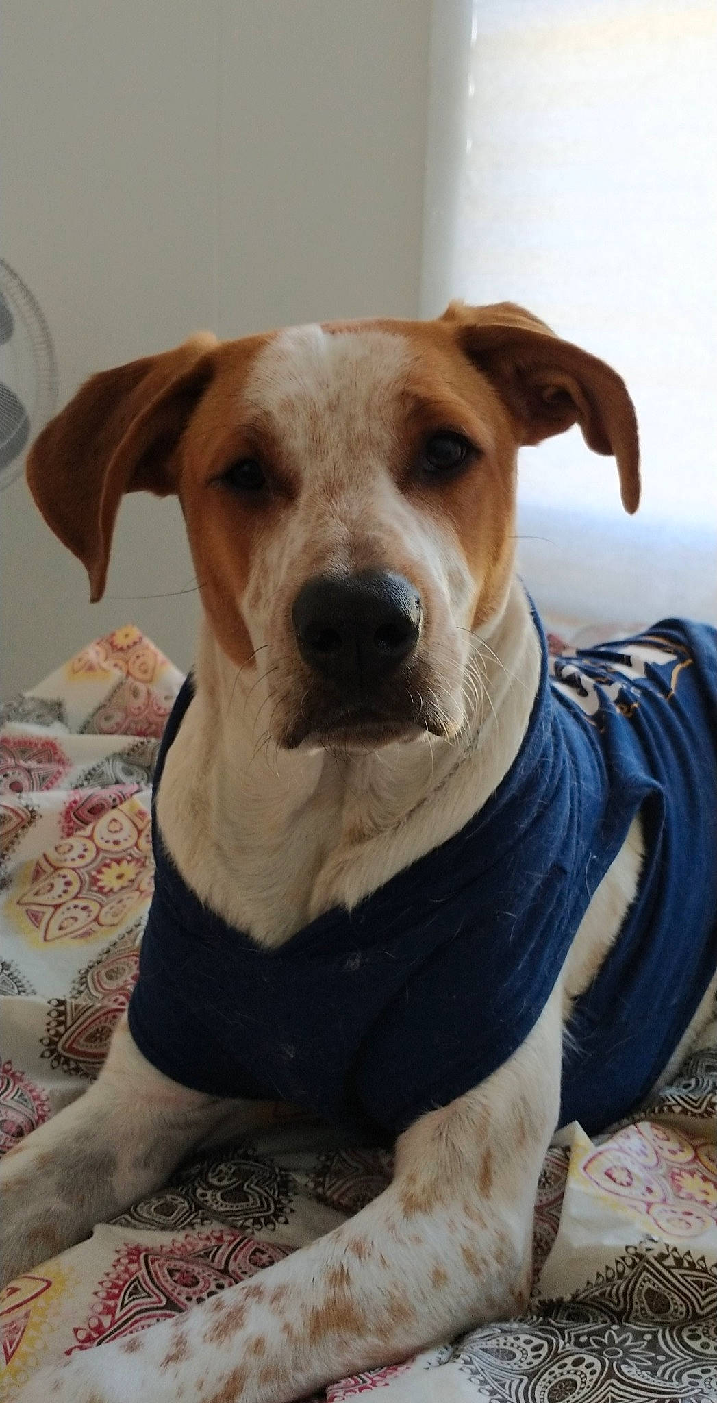 Krypto joined the competition — help win amazing prizes! american_staffordshire_terrier, ancient_dog_breeds, canidae, carnivore, companion_dog, dog, dog_breed, fawn, mammal, rare_breed_dog, snout, sporting_group, vertebrate, whiskers