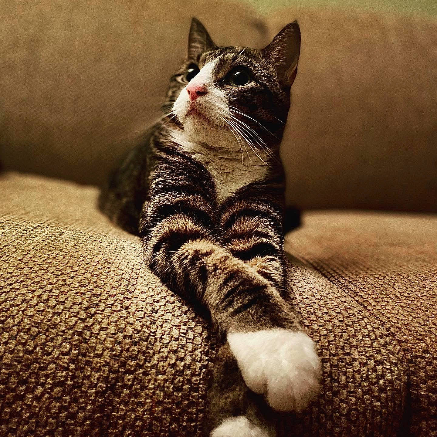 Cherokee joined the competition — help win amazing prizes! carnivore, cat, comfort, domestic_short_haired_cat, fawn, felidae, foot, fur, grey, head, human_leg, linens, paw, small_to_medium_sized_cats, snout, tail, terrestrial_animal, textile, whiskers, wood