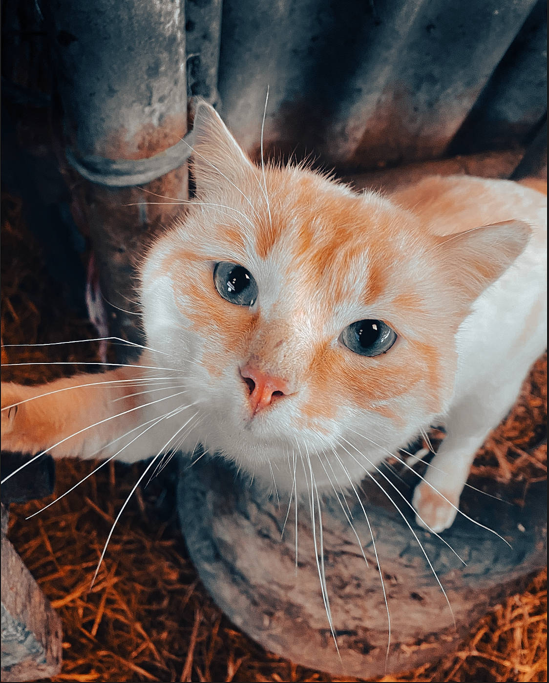 Kinder a rejoint le concours — aidez-le/la à gagner de superbes lots ! art, carnivore, cat, claw, domestic_short_haired_cat, eye, fawn, felidae, fur, grass, paw, photo_caption, small_to_medium_sized_cats, snout, tail, tree, whiskers, wildlife, window, wood