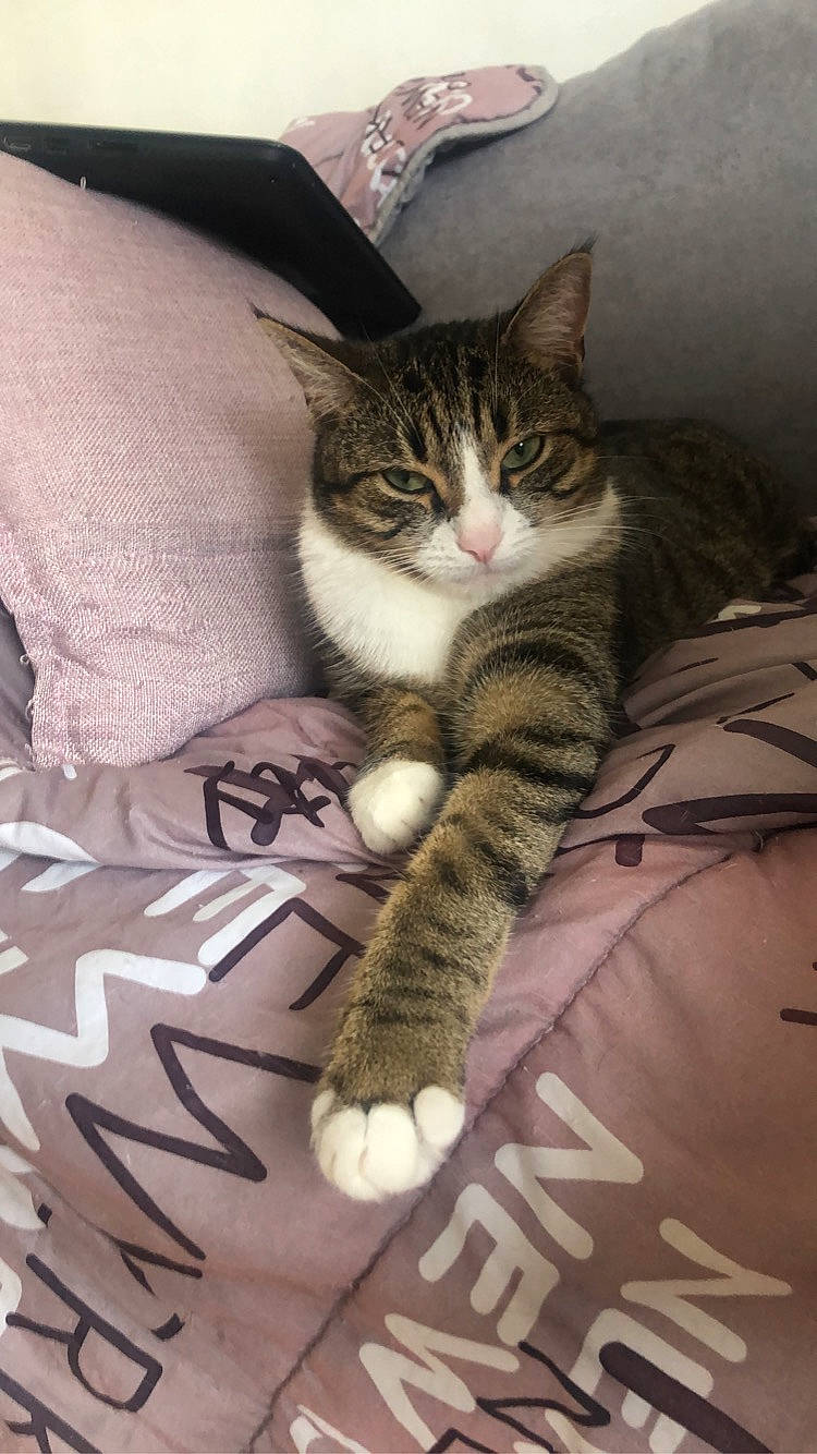 Noulya participe au concours pour gagner de l'argent avec cette photo : aegean_cat, american_shorthair, american_wirehair, asian, california_spangled, carnivore, cat, domestic_short_haired_cat, dragon_li, european_shorthair, felidae, kitten, maine_coon, norwegian_forest_cat, paw, pixie_bob, polydactyl_cat, small_to_medium_sized_cats, tabby_cat, whiskers