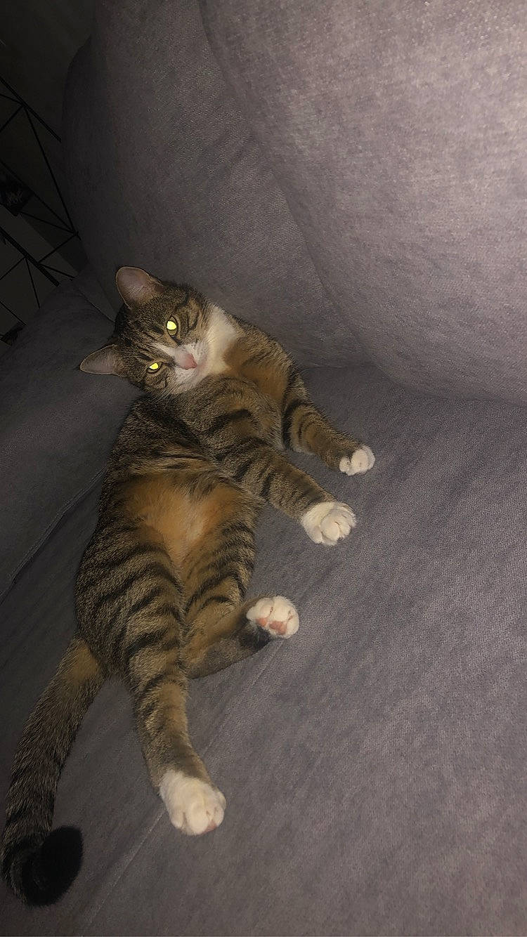 Noulya participe au concours pour gagner de l'argent avec cette photo : carnivore, cat, claw, domestic_short_haired_cat, dragon_li, european_shorthair, fawn, felidae, fur, kitten, paw, polydactyl_cat, small_to_medium_sized_cats, snout, tabby_cat, tail, toyger, whiskers