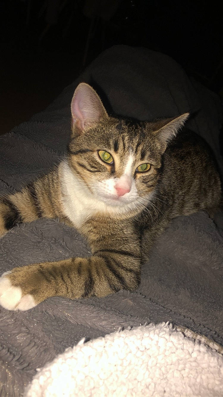 Noulya a rejoint le concours — aidez-le/la à gagner de superbes lots ! aegean_cat, american_wirehair, arabian_mau, asian, australian_mist, california_spangled, carnivore, cat, domestic_short_haired_cat, dragon_li, european_shorthair, felidae, kitten, mammal, ocicat, small_to_medium_sized_cats, sokoke, tabby_cat, vertebrate, whiskers