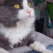 Baby Roo joined the competition — help win amazing prizes! bed, blanket, cat, close_up, feline, fluffy, fur, golden_eyes, gray_cat, indoor, lying_down, paws, pet, pink_nose, portrait, quilt, relaxed, timestamp, whiskers, white_cat