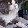 bed, blanket, cat, close_up, feline, fluffy, fur, golden_eyes, gray_cat, indoor, lying_down, paws, pet, pink_nose, portrait, quilt, relaxed, timestamp, whiskers, white_cat