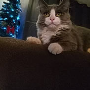 Roo joined the competition — help win amazing prizes! cat, pet, animal, fluffy, gray_and_white, whiskers, green_eyes, portrait, sitting, lounging, couch, furniture, paw, indoors, living_room, christmas_tree, holiday, blue_lights, cozy, photography