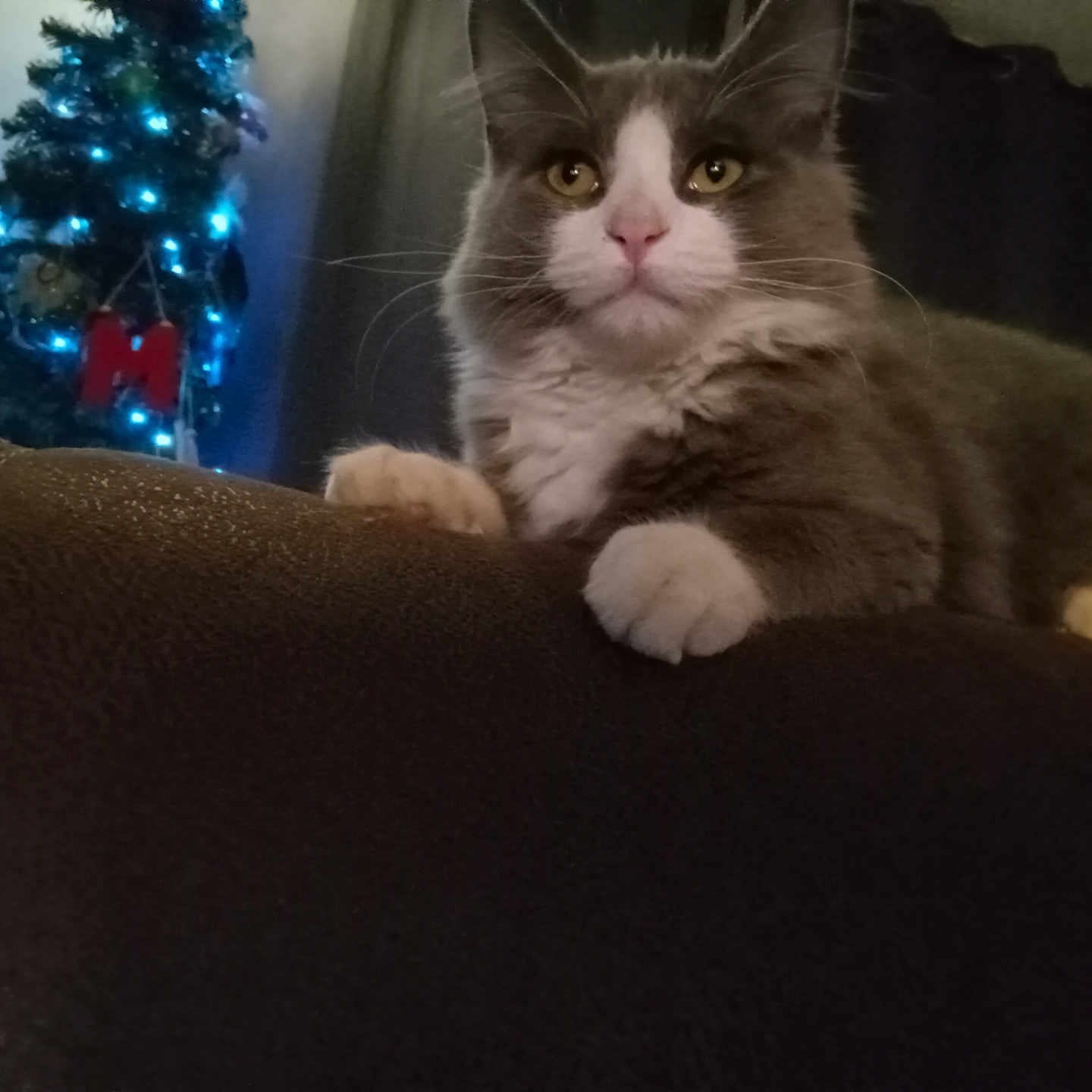 Roo