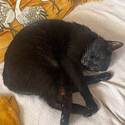 Xena participe au concours pour gagner de l'argent avec cette photo : cat, black_cat, sleeping, curled_up, couch, pillow, velvet_pillow, embroidered_design, crane_pillow, tassel, throw_blanket, beige_upholstery, indoor, pet, whiskers, paws, fur, nap, cozy, home