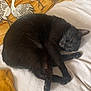 cat, black_cat, sleeping, curled_up, couch, pillow, velvet_pillow, embroidered_design, crane_pillow, tassel, throw_blanket, beige_upholstery, indoor, pet, whiskers, paws, fur, nap, cozy, home