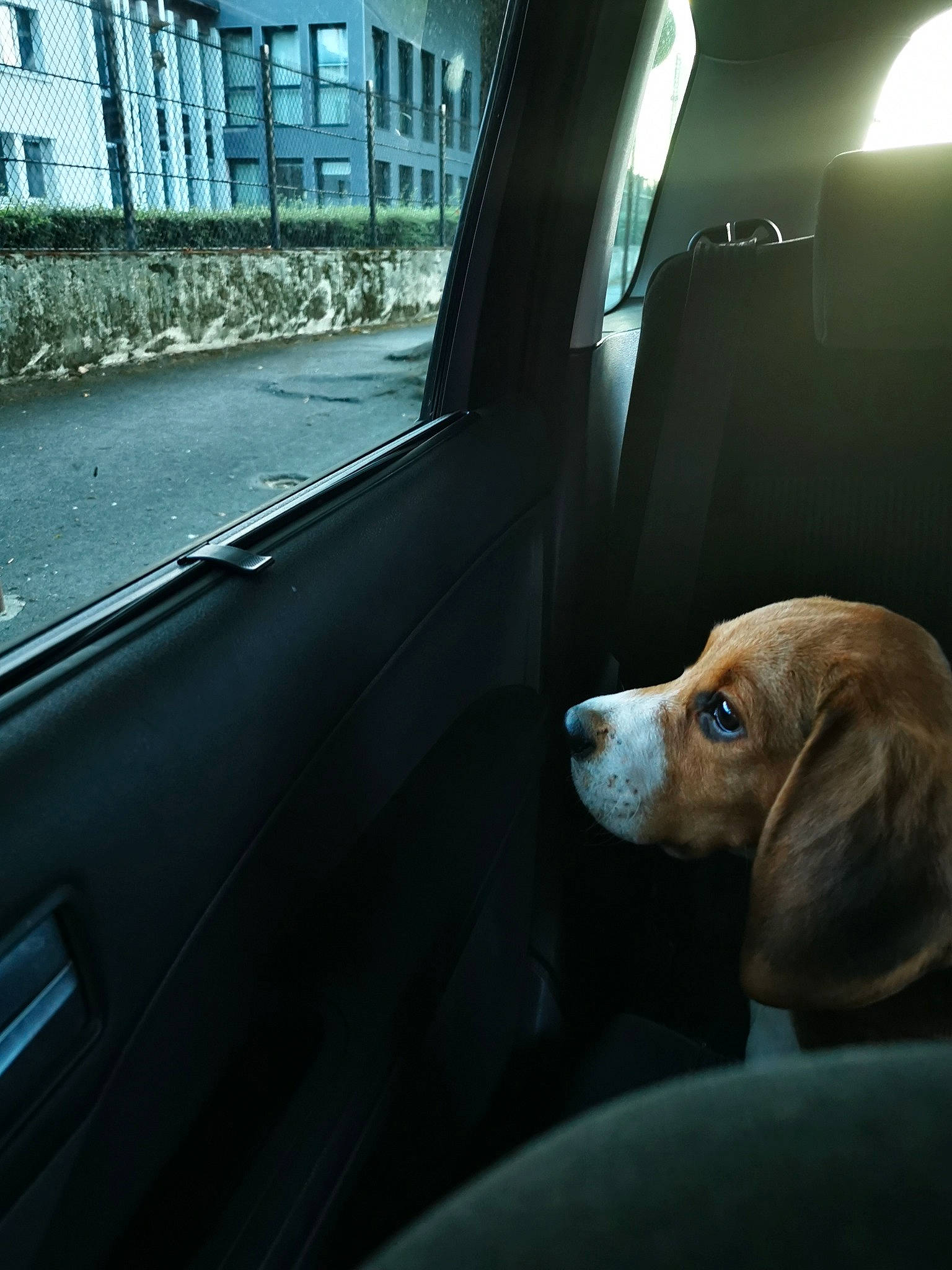 Rhum participe au concours pour gagner de l'argent avec cette photo : automotive_exterior, automotive_mirror, automotive_window_part, canidae, car_seat, carnivore, companion_dog, daylighting, dog, dog_breed, fixture, glass, hound, liver, scent_hound, snout, tints_and_shades, vehicle_door, window, windshield