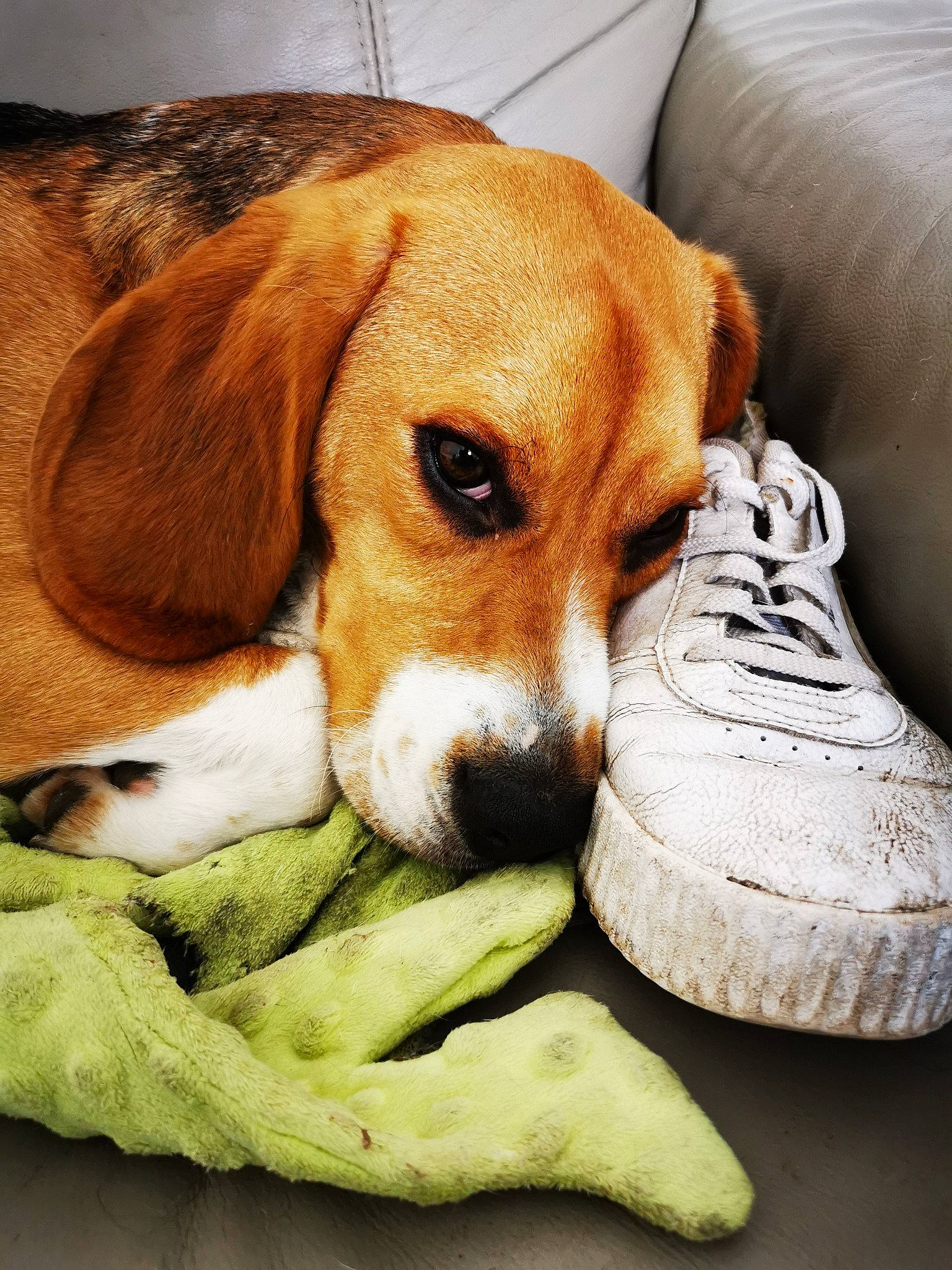 Rhum a rejoint le concours — aidez-le/la à gagner de superbes lots ! athletic_shoe, ball, beagle, beaglier, canidae, carmine, carnivore, comfort, companion_dog, cross_training_shoe, dog, dog_breed, hound, outdoor_shoe, running_shoe, scent_hound, snout, sporting_group, sportswear, walking_shoe