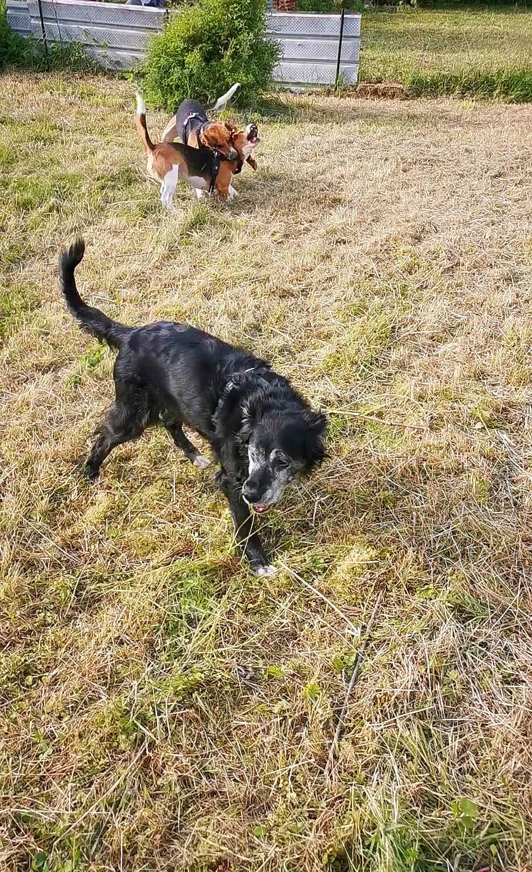 Zirka participe au concours pour gagner de l'argent avec cette photo : canidae, carnivore, collar, dog, dog_breed, grass, guard_dog, gun_dog, hunting_dog, plant, soil, sporting_group, tail, terrestrial_animal, working_animal, working_dog