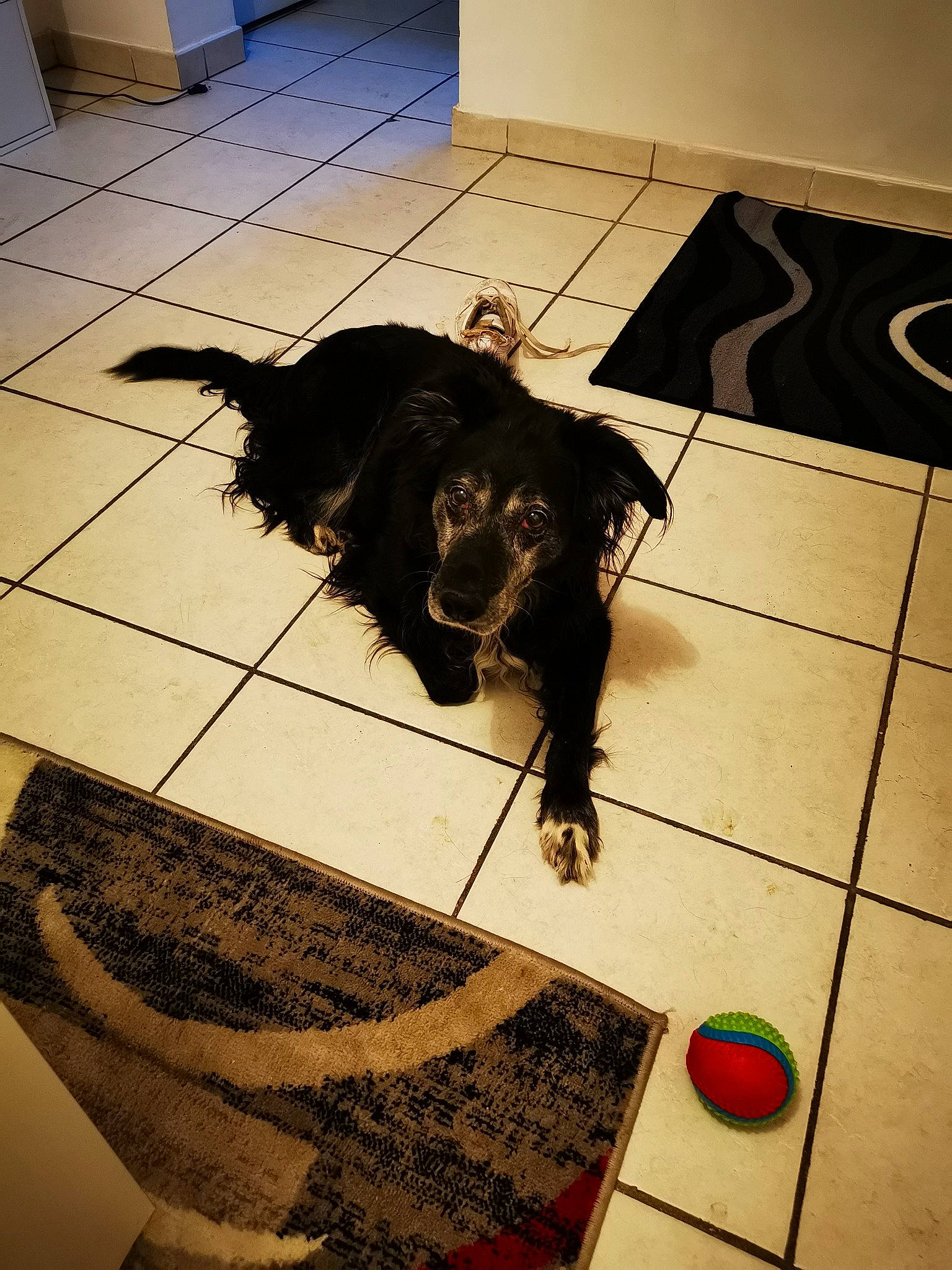 Zirka participe au concours pour gagner de l'argent avec cette photo : carnivore, companion_dog, dog, dog_breed, felidae, floor, flooring, fur, hardwood, leash, pattern, pet_supply, rectangle, shadow, small_to_medium_sized_cats, tail, tile, tints_and_shades, wood, working_animal